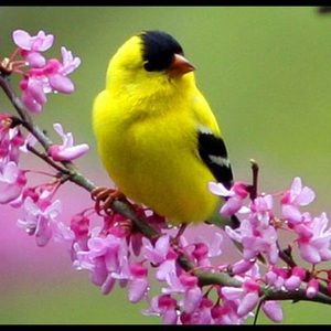 Meet your Posher, Alison