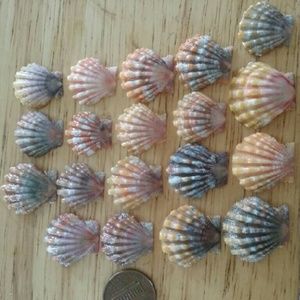 sunriseshells