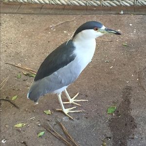 Meet your Posher, Carly