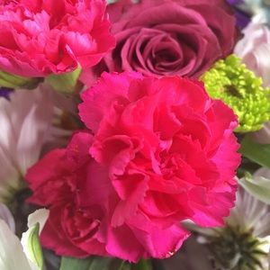 Meet your Posher, Lyla