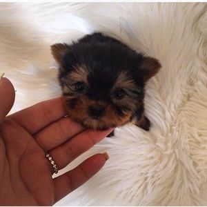 Meet your Posher, Splashy