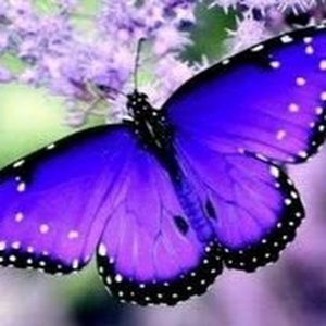 Meet your Posher, Lizbeth t