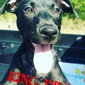 Meet your Posher, Hoku