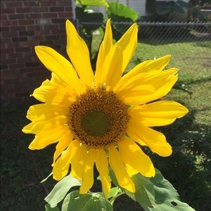 Meet your Posher, Dondi