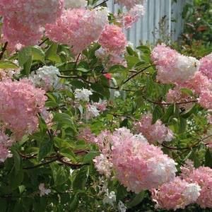 Meet your Posher, Marcia