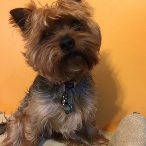 💖Trade for Kelshie💖