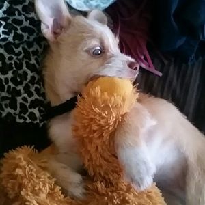 Meet your Posher, Sam