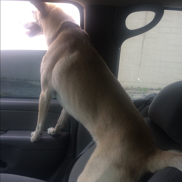 Meet your Posher, Sam - Picture 2 of 3