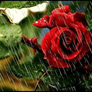 Meet your Posher, Jacqueline