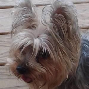 Meet your Posher, Pam