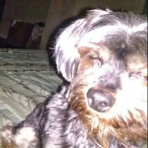 Meet your Posher, Lesis