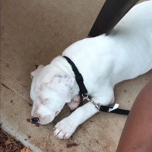 Meet your Posher, Breina