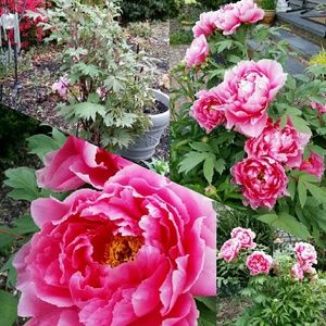 Meet your Posher, Si