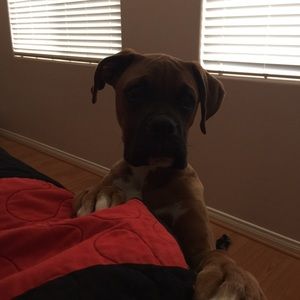 Meet your Posher, Jodie