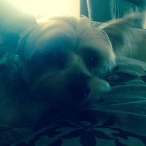 Meet your Posher, Shirley