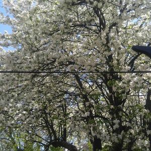 Meet your Posher, Bella