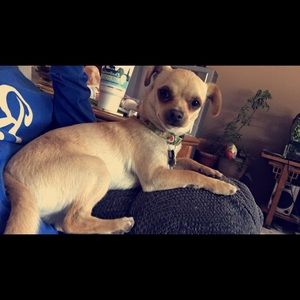 Meet your Posher, Annie