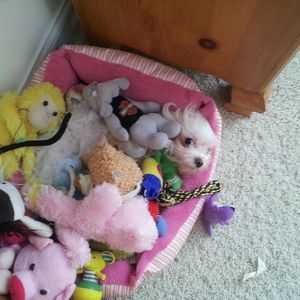 Meet your Posher, Dina