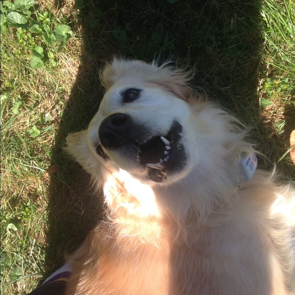 Meet your Posher, Molly - Picture 1 of 1