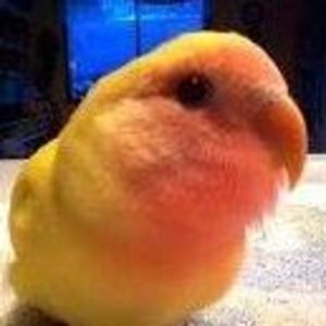 Meet your Posher, Colleen