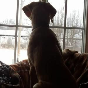 Meet your Posher, Betty