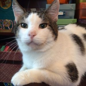 Meet your Posher, Kim