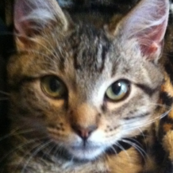 Meet your Posher, Gina - Picture 1 of 1