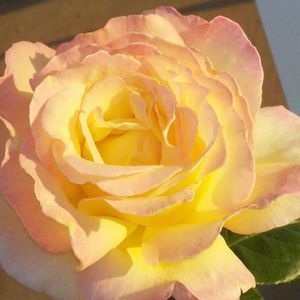 Meet your Posher, Marcia