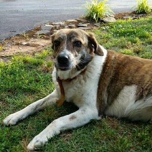 Meet your Posher, Shannon