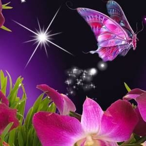 Meet your Posher, Diana