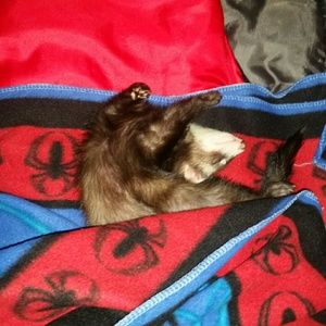 Meet your Posher, Lisa