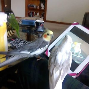 Meet your Posher, Connie