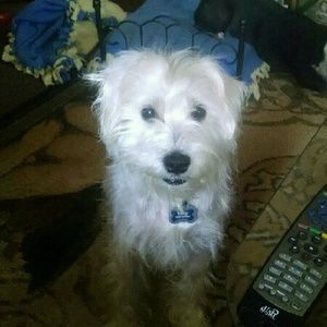 Meet your Posher, Dina