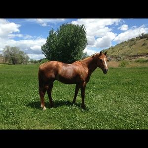 Meet your Posher, Sydney