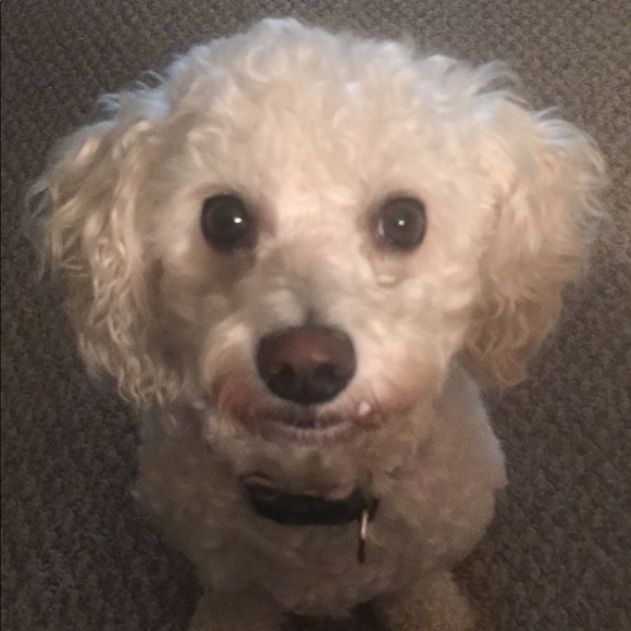 Meet your Posher, Rosalyn - Picture 5 of 5