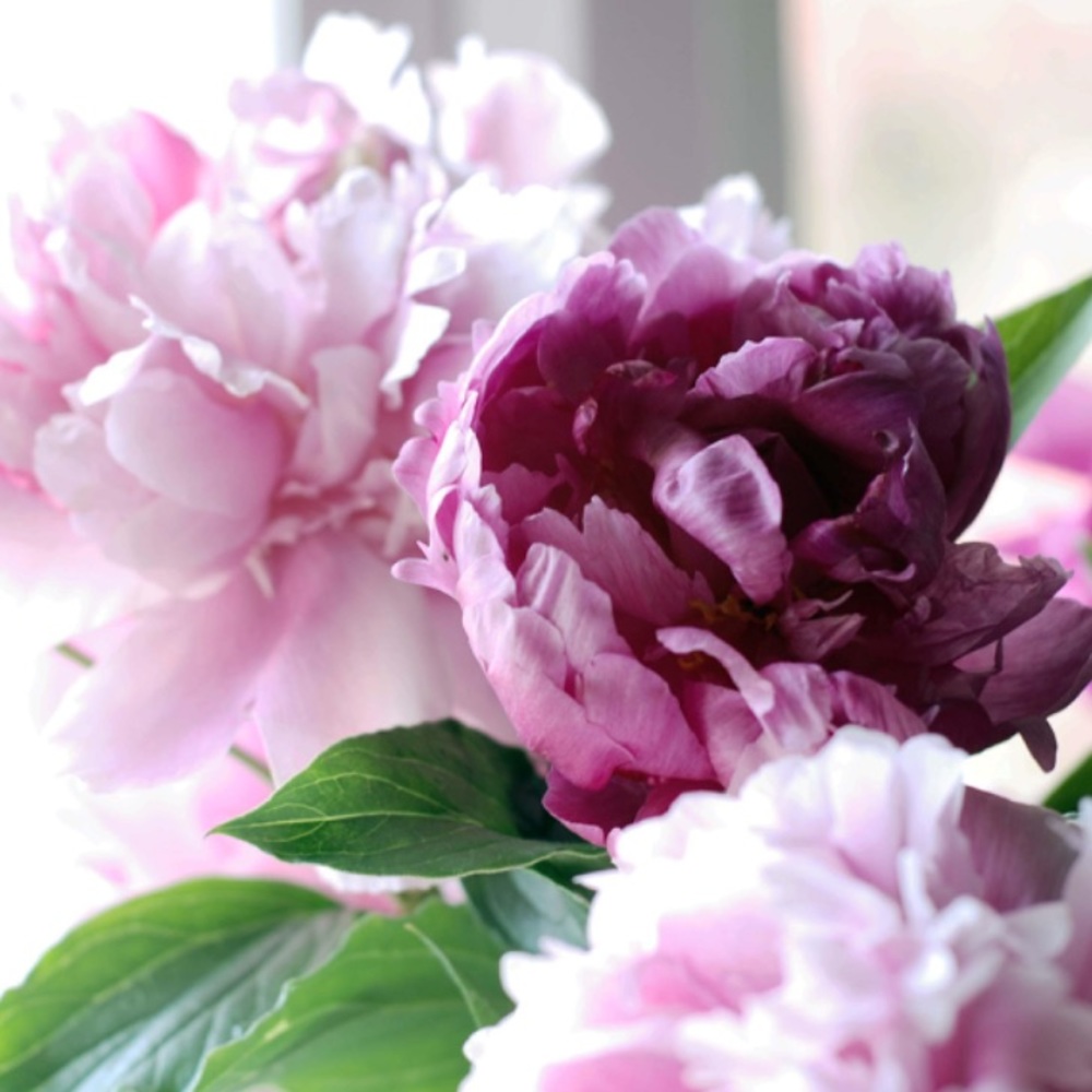 Meet your Posher, Taylor