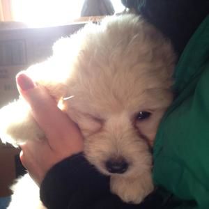 Meet your Posher, Holly