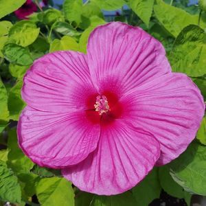 Meet your Posher, Candace