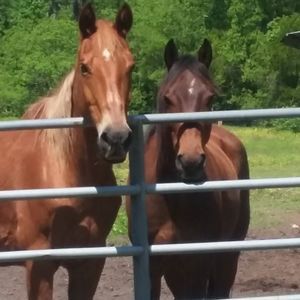 Meet your Posher, Peggy