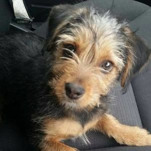 Meet your Posher, Frank n tammi