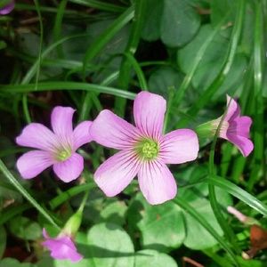 Meet your Posher, Lynn