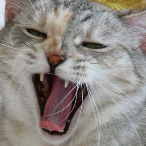 Meet your Posher, Lori