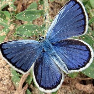 Meet your Posher, Anne