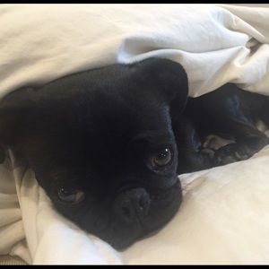 Meet your Posher, Crisman