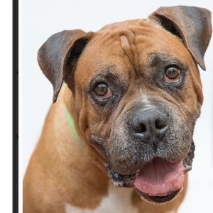 Meet your Posher, Nick