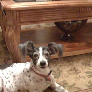 Meet your Posher, Gladys