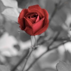 Meet your Posher, Leaha