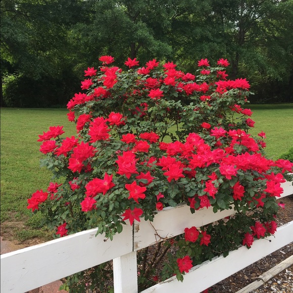 Meet your Posher, Cherrye - Picture 1 of 1