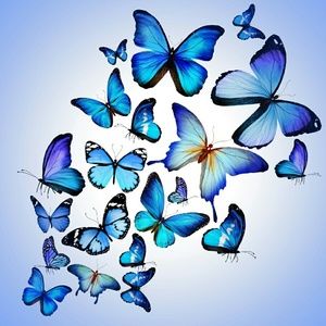 Meet your Posher, Desiree