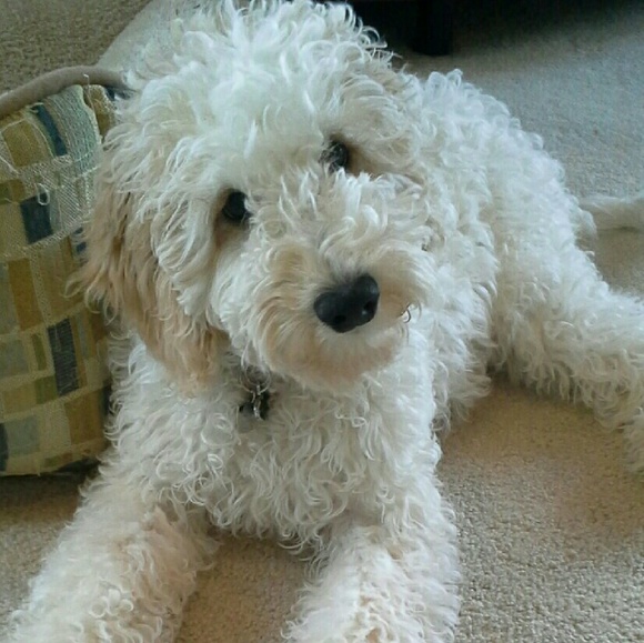 CHANCE - Picture 2 of 4